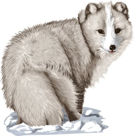 Песец вектор