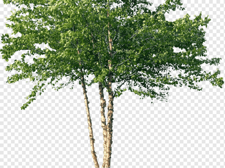 Березка на прозрачном фоне