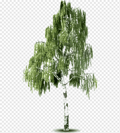 Береза для детей
