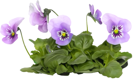 Фиалка трёхцветная (Анютины глазки) (VIOLATRICOLOR)