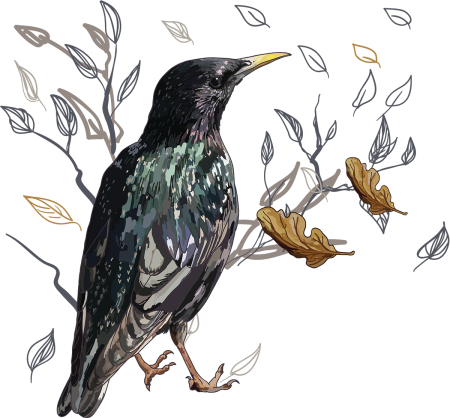 Скворец рисунок для детей