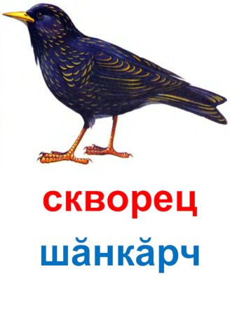 Скворец без фона