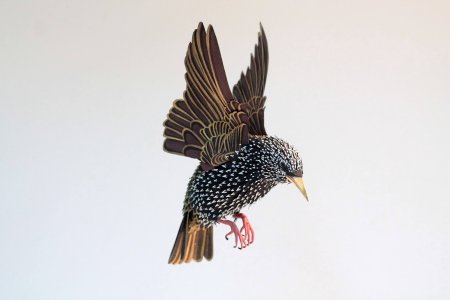 Скворец в полете