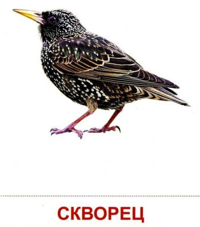 Скворец карточки Домана