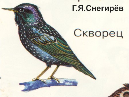 Маска птицы скворец