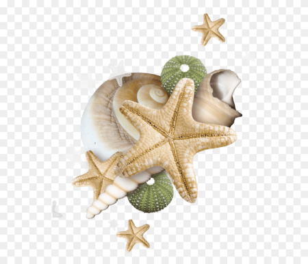 Морское на прозрачном фоне