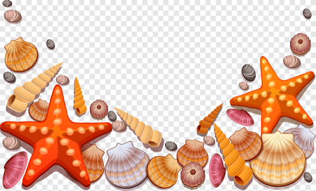 Морские ракушки для детей