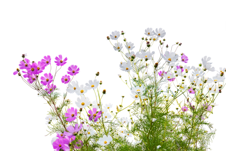 Полевые цветы на прозрачном фоне