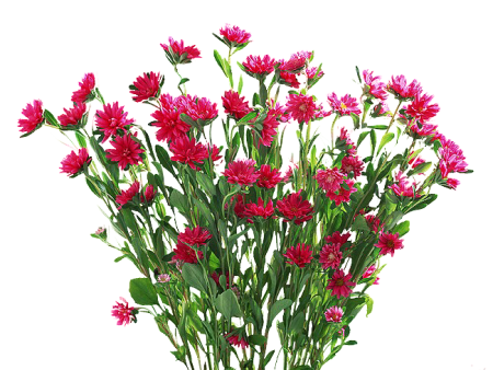 Гвоздика Луговая