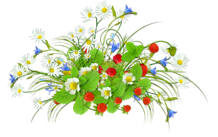 Летние цветы