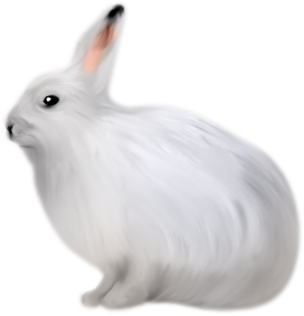 Заяц Беляк