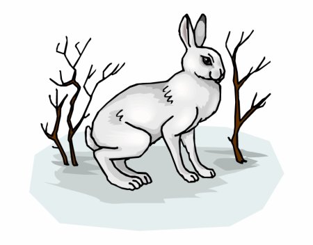 Заяц Беляк рисунок