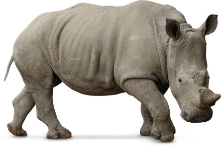 Носорог клипарт (55 фото)
