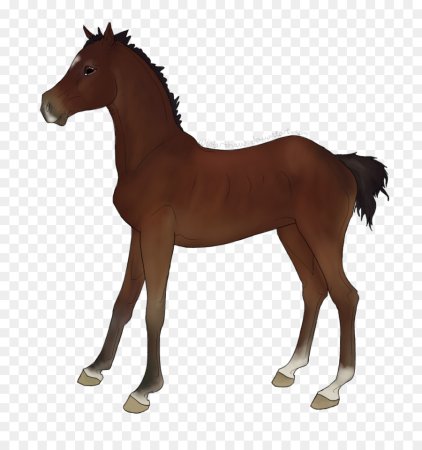 Жеребенок без фона