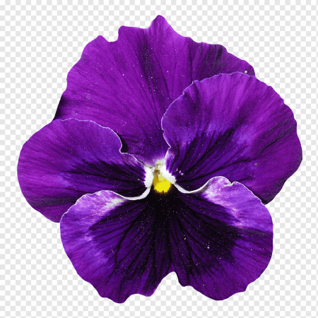 Фиолетовый клипарт (55 фото)