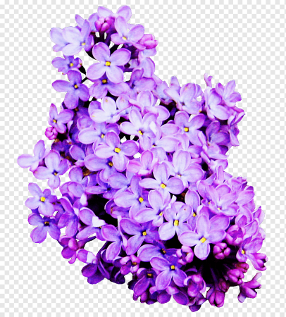 Синяя Лилия лиловая Блу