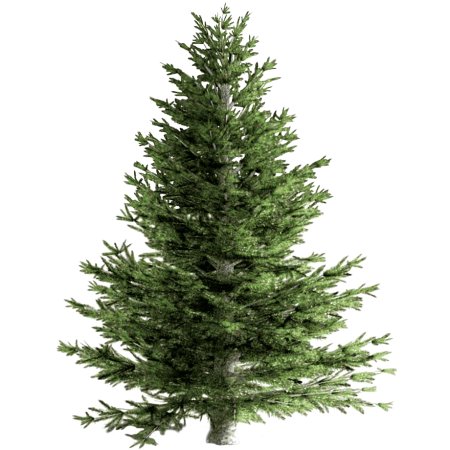 Елка Annapolis fir Tree