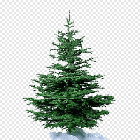 Mister Christmas Nordmann fir Pine 1.5