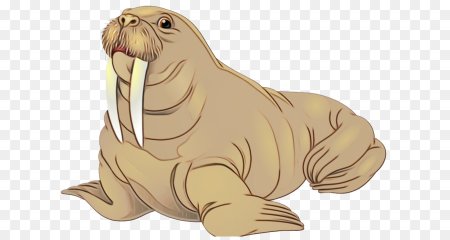 Морж на белом фоне