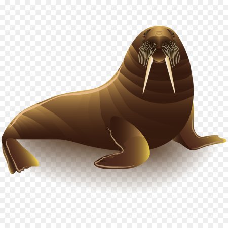 Морж на белом фоне
