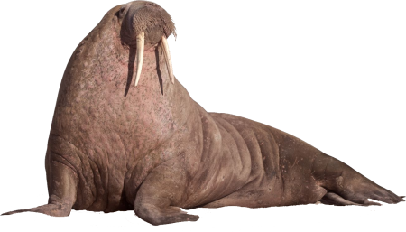 Морж мультик