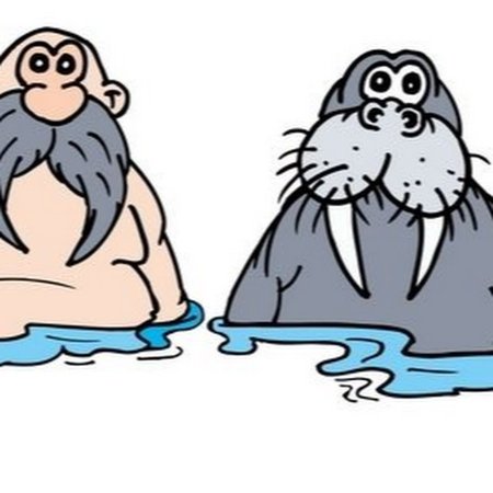 Морж на белом фоне