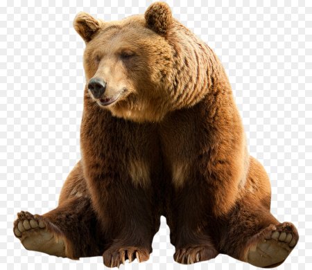 Медведь Гризли