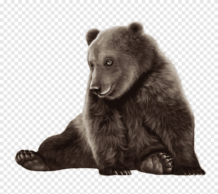 Медведь на белом фоне