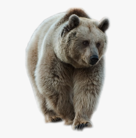 Медведь на белом фоне