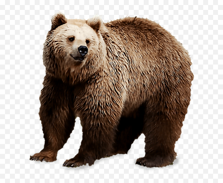 Медведь на прозрачном фоне
