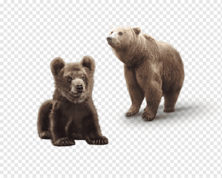 Бурый медведь на белом фоне