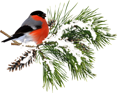 Снегирь на еловой ветке