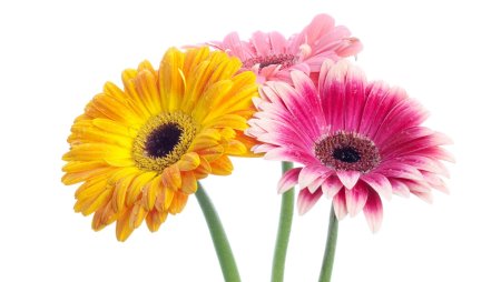 Gerbera boldbybrownfox