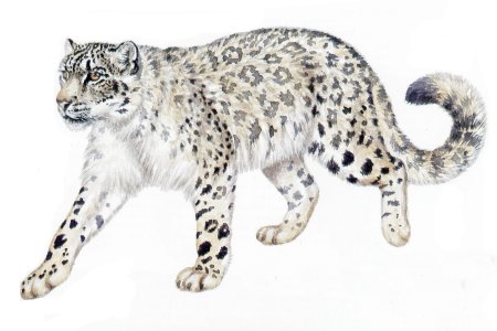 Снежный Барс для детей