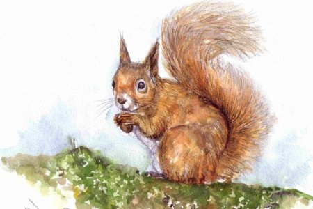 Белка картина