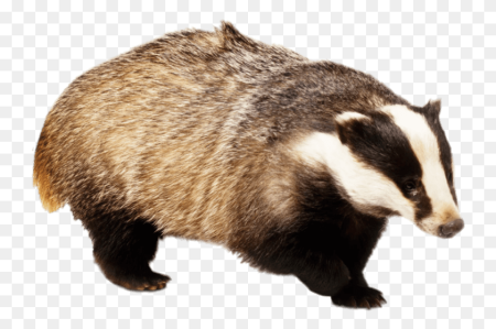 Badger Badger Badger