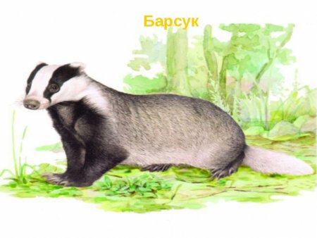 Барсук сбоку