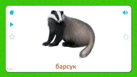 Барсученок на прозрачном фоне