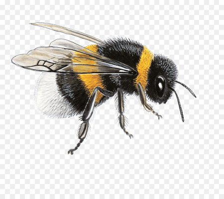 Пчела Bumblebee