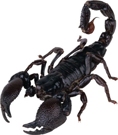 Клипарт скорпион (48 фото)