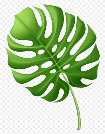 Листья Monstera вектор