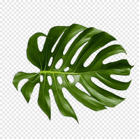 Monstera Leaf