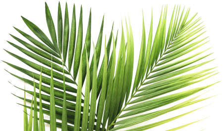 Attalea speciosa