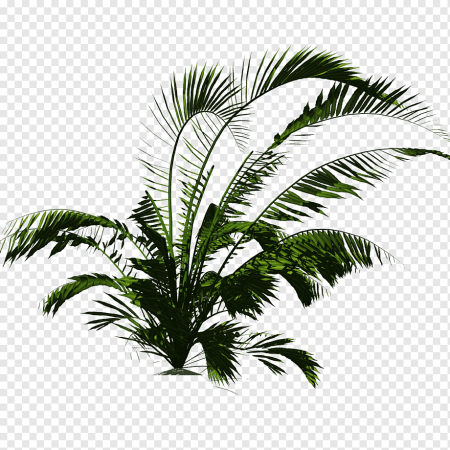 Areca Palm Bush