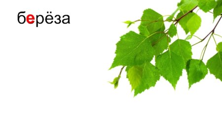 Ветка березы на белом фоне