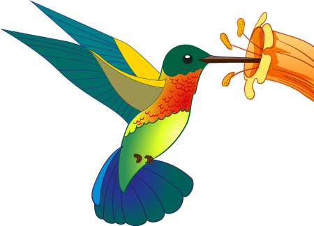 Колибри на прозрачном фоне