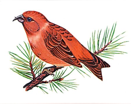 Клест еловик рисунок