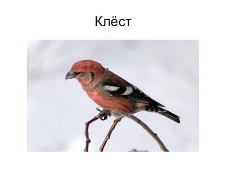 Нарисовать Клест еловик