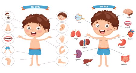 Body Parts для детей