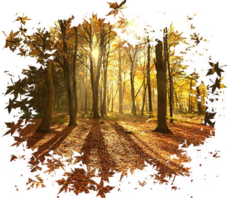 Осень на прозрачном фоне